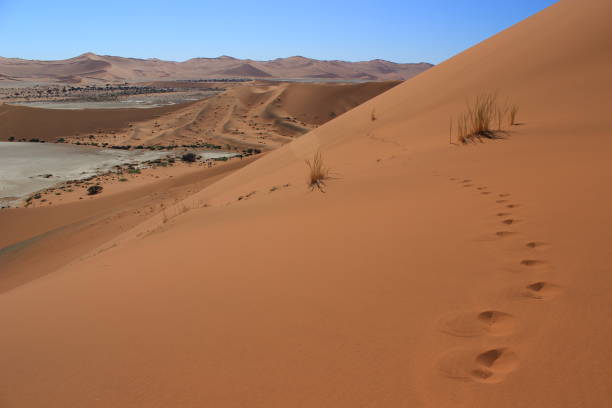 istock Someone has walked on a Sossusvlei dune in the Namib desert (Namibia). 1221860316