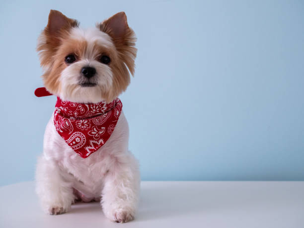 istock Cute puppy dog biewer Yorkshire terrier with red collar on blue background 1221860509