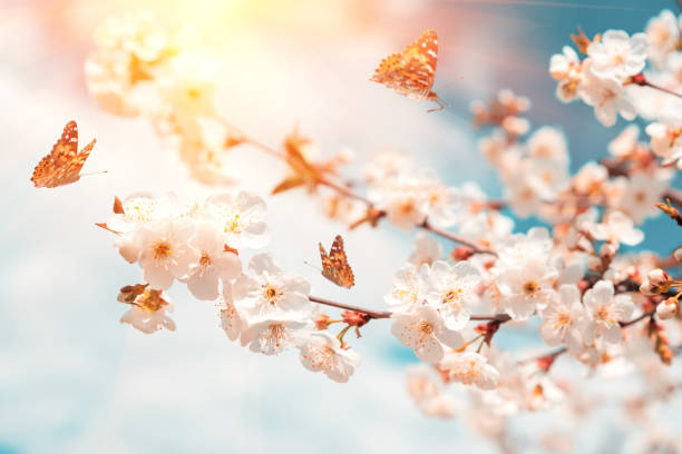 istock Blossoming cherry branches against blue sky, sun beams and flying butterflies. Spring background. Soft focus 1221861736