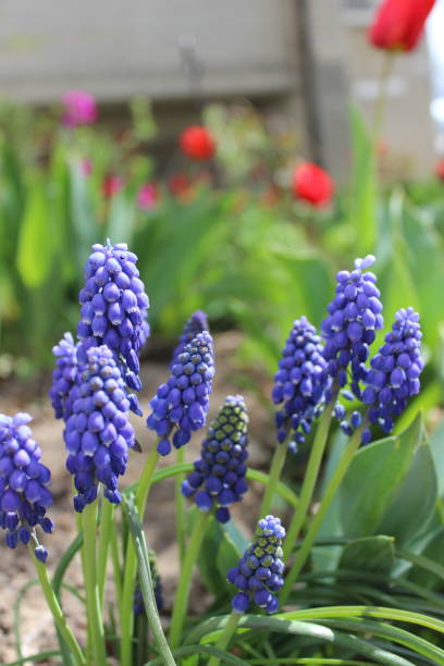 istock Blue jacinth flowers in the gaden in spring time 1221862486