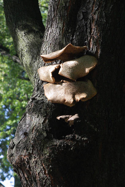 funghi nella foresta autunnale - 16243 foto e immagini stock