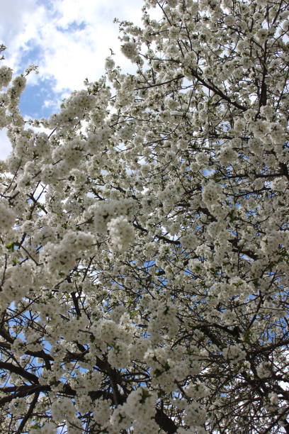 istock Spring, splendid cherry tree in blossom with white flowers on background 1221862539