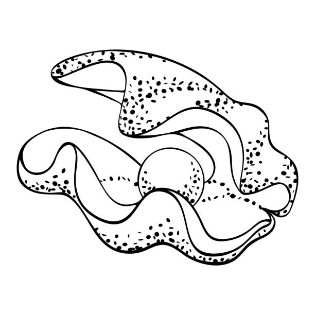 ilustrações, clipart, desenhos animados e ícones de bivalve concha do mar tridacna com pérola dentro, ilustração vetorial em fundo branco. - white background spotted wildlife nature