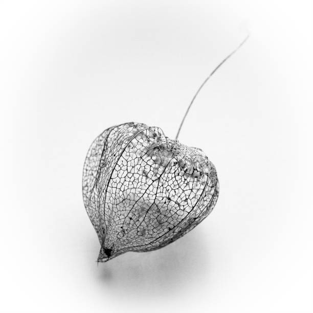 Chinese Lantern seed pod skeleton Black and white image of the skeleton of a Physalis alkekengi - Chinese lantern - seed pod on a white background. chinese lantern lily photos stock pictures, royalty-free photos & images