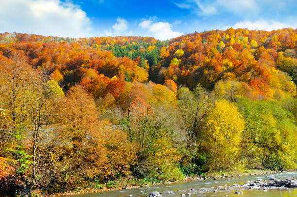 istock Forest with coniferous trees on a bright sunny day. 1221864989