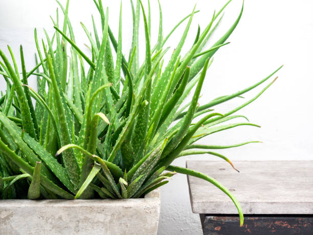 istock Green aloe vera plant in concrete pot. 1221865006