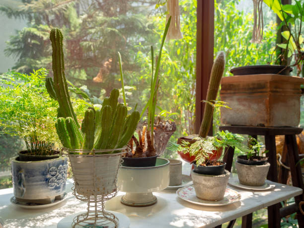 istock Cactus and various green plants in pots on table near glass window. 1221865202