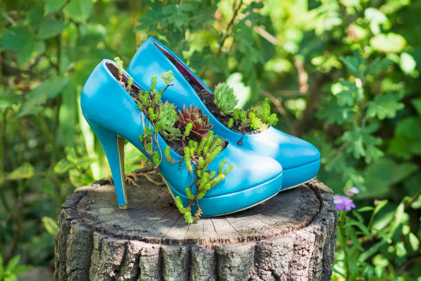 istock High heels planted with succulents. Gardening idea for a shoe planter 1221865615