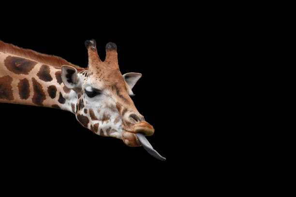 黒い背景に分離された長い舌を伸ばしたヘッドショットを持つかわいいキリン。 - giraffe south africa zoo animal ストックフォ�トと画像
