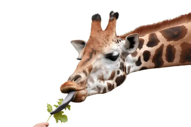 Close-up and side view shot of cute animal head. Giraffe sticking out the tongue and eating green leaves out of a human hand. White background with copy space. Cut out.