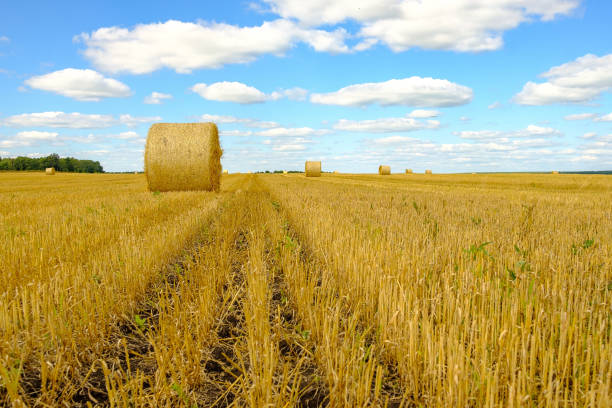 istock low-angle view of hay bales in a field 1221866885