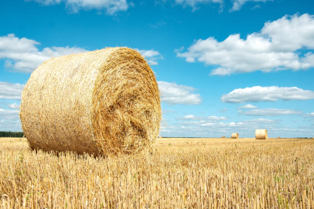 istock A bale of hay on a field above it a blue sky 1221866896