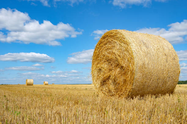 istock hay roll on the field background blue sky with clouds 1221866905