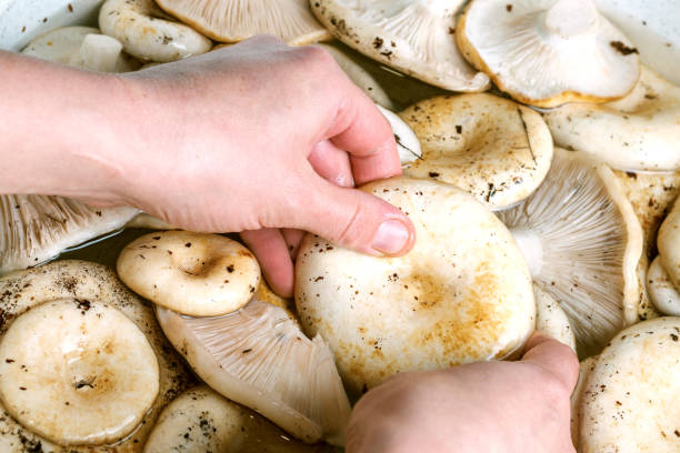 istock hands wash dirty mushrooms in a container 1221866906