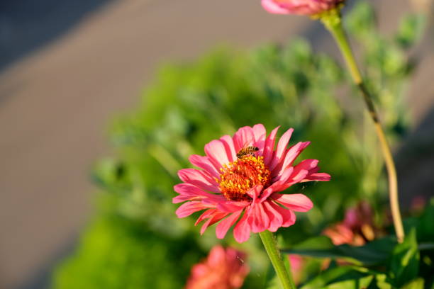 istock Beautiful bright flowers in a city park 1221867117