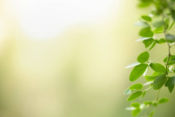 istock Beautiful nature view green leaf on blurred greenery background under sunlight with bokeh and copy space using as background natural plants landscape, ecology wallpaper concept. 1221868025