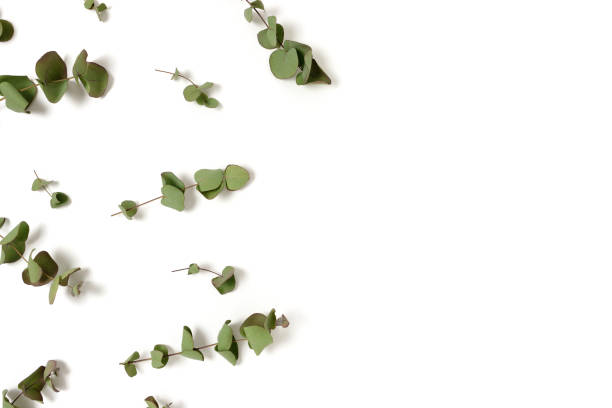 istock Frame made of eucalyptus branches on a white background. 1221868141