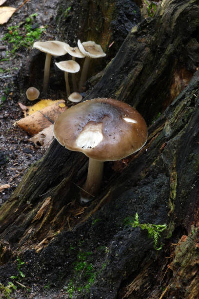 hongos en el bosque otoñal - 16296 fotografías e imágenes de stock