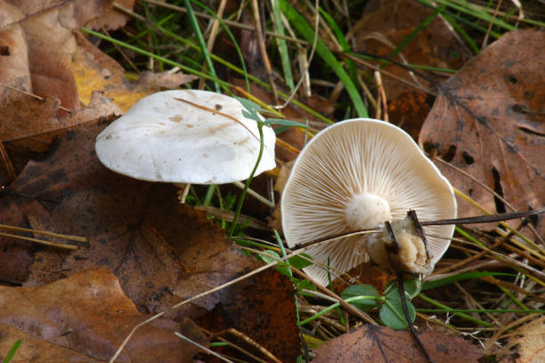 Mushrooms in the autumn forest Mushrooms in the autumn forest 16286 stock pictures, royalty-free photos & images