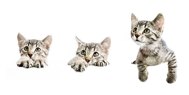 Collezione di gattini sopra bianco banner - foto stock