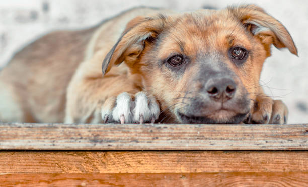 istock red mongrel puppy lays on wooden table 1221869544