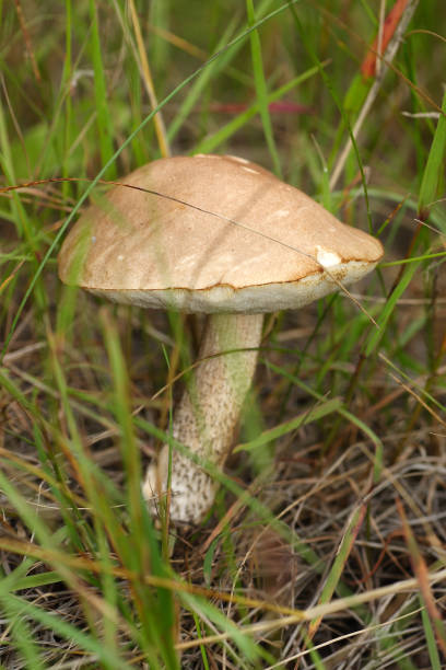 istock Mushrooms in the autumn forest 1221869705