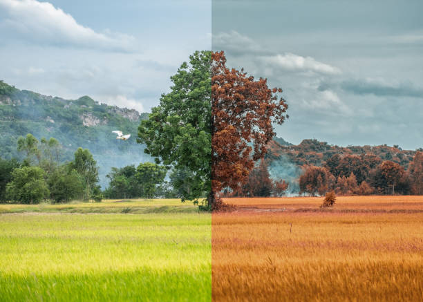 istock Lonely fresh tree and dry tree on rice field in countryside 1221871108