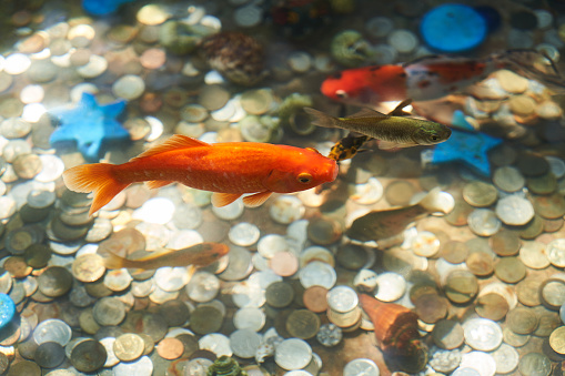 Gold fish in a decorative pool with golden coins. Beautiful koi fish in a pond with lucky coins. Goldfish in a Wishing Pond