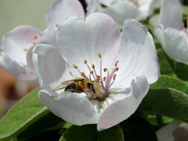 ценная пчела среди пыльов - peach peach tree close up fluffy стоковые фото и изображения