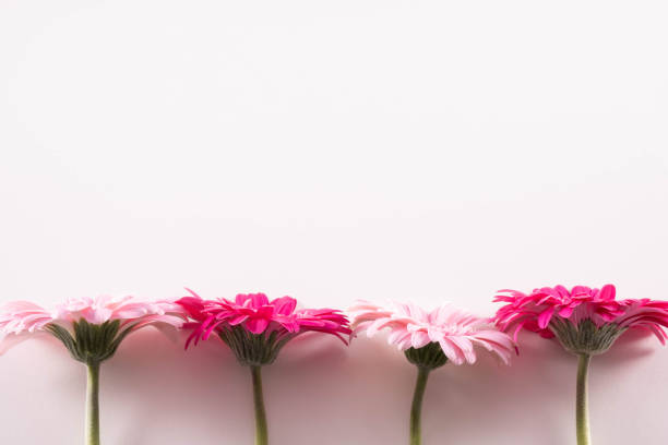 istock several blooming pink gerbera flowers laid out in a row below 1221872593