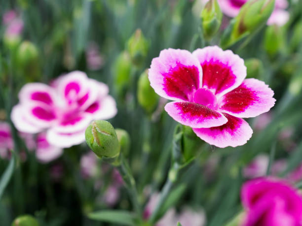 istock Dianthus blooming in the spring, decorative plant 1221872778