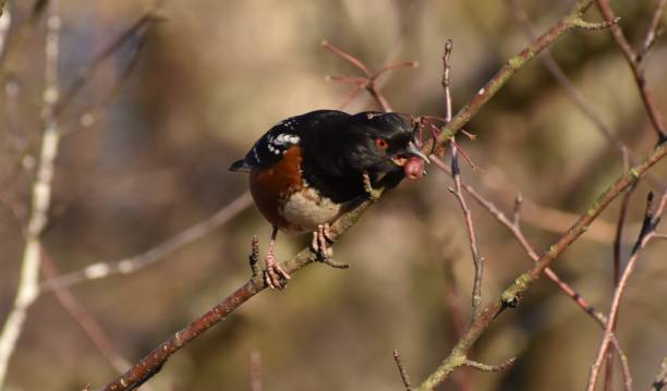 istock Spotted Towhee bird sitting on a branch, eating red berries. 1221872885