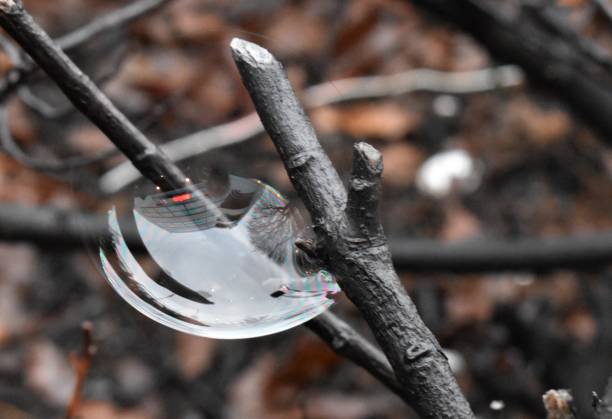 istock Colorful large bubble on a branch 1221873086