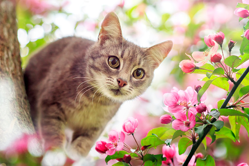 portrait a cute tabby kitten sits among the blooming pink branches of an Apple tree in a Sunny may garden