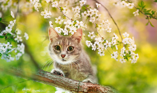 portrait a cute tabby kitten sits on the branches of a cherry tree with white flowers in a Sunny may garden