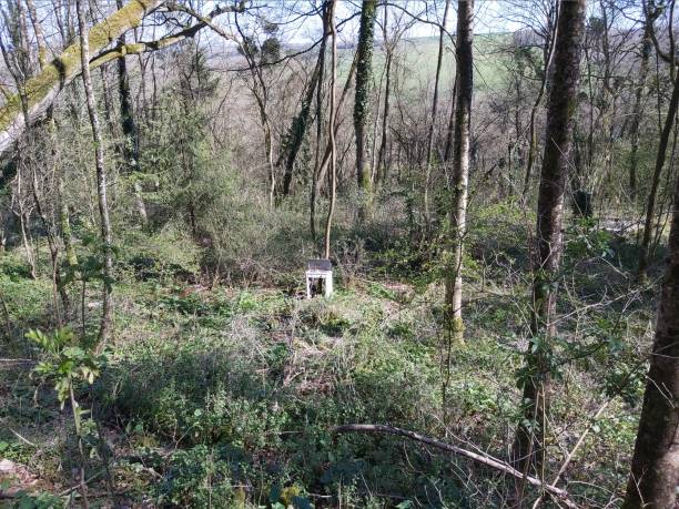 istock gas stove abandoned in the forest 1221874673