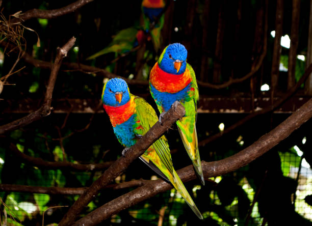 istock Two multi-colored beautiful Lori parrots sitting together on a branch 1221875862