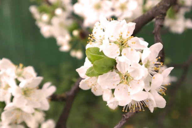 istock Cherry blossom, tree branches flowering. Spring and beauty concept. 1221877414