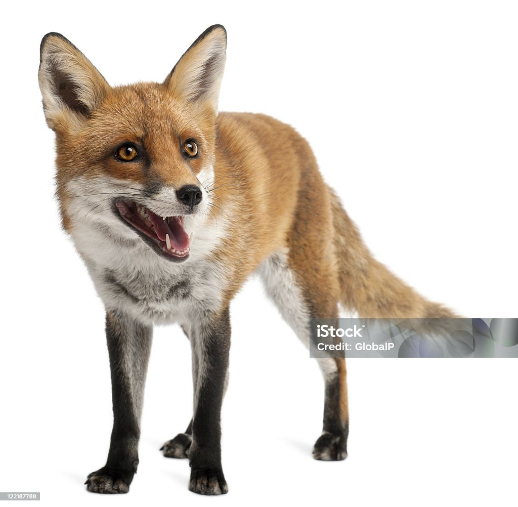 Red Fox, four years old, standing, white background.  Fox Stock Photo