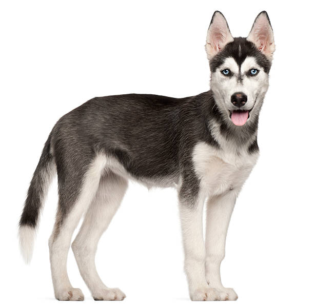 istock Siberian Husky puppy, four months old, standing, white background. 122187804