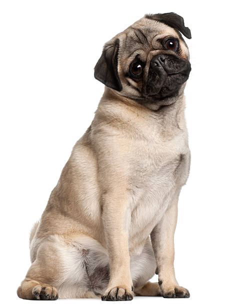Front view of Pug, eight months old, sitting, white background.  pug photos stock pictures, royalty-free photos & images