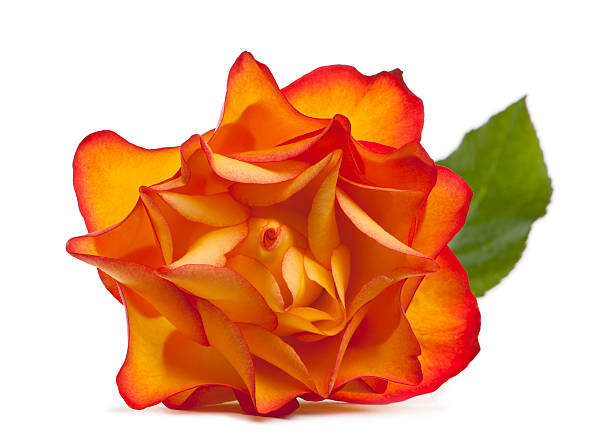 istock Front view of a Rose Marie-Claire, white background. 122187814