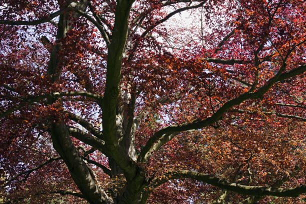 Branches and foliage of an old red beech Fagus sylvatica purpurea in spring