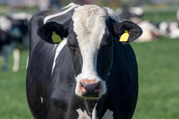 Vacche da latte olandesi in primavera - foto stock