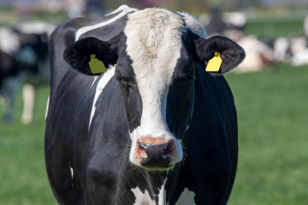 Dutch dairy cows in the spring stock photo