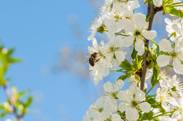 istock A bee collects nectar on flowers.Insect in nature. 1221878924