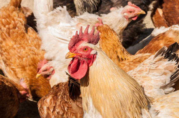 istock White rooster with red crest in the yard.Close up 1221879463