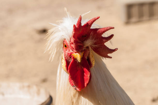 White rooster with red crest in the yard.Close up.