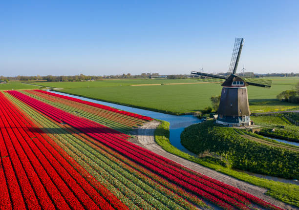 Dutch windmill in the evening sun and  red flowers stock photo