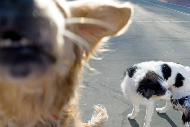 istock Dogs playing in the park 1221880008